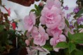 /album/fotogalerie-achimenes/achimenes-double-pink-rose-jpg/